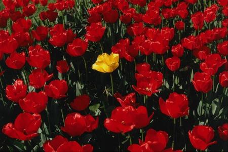 POUR TOUT CE QUI VISITER MON  VIP-BLOG